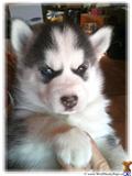 Wolf Dog